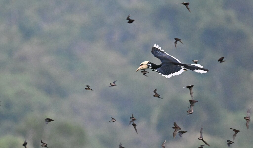 An Oriental Pied Hornbill perched in a tree, showing its large yellow casqued bill and black-and-white plumage