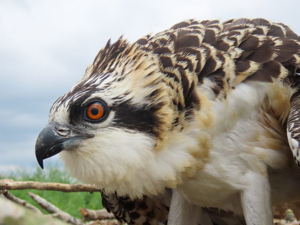 Osprey perched on a branch with wings slightly raised, showing its white underparts and dark brown upperparts