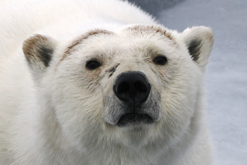 A polar bear walking across sea ice in the Arctic