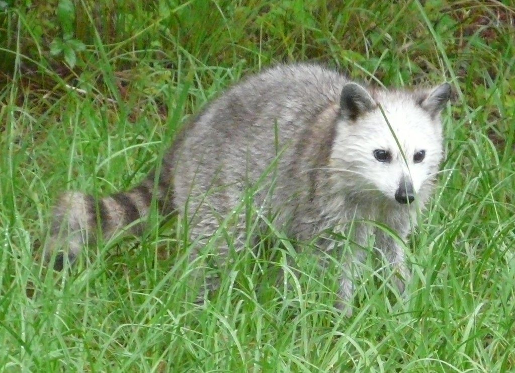 A raccoon with its black face mask and ringed tail, standing on the ground and looking toward the camera
