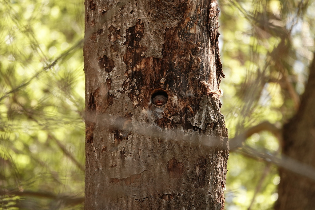 A pine marten on a mossy log, the rarest-tier wild mammal a UK naturalist is likely to encounter