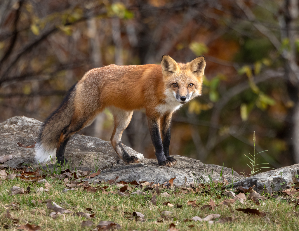 A red fox standing on rock, looking toward the camera