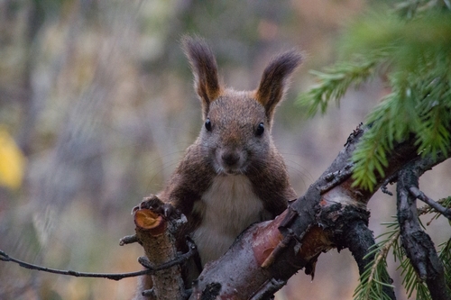 A red squirrel with ear tufts perched on a branch