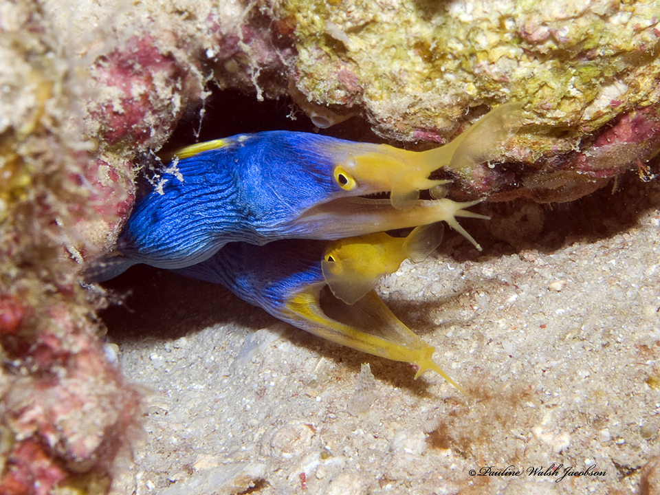 A vivid blue male Ribbon Eel with yellow dorsal fin, head emerging from a sandy burrow on the reef