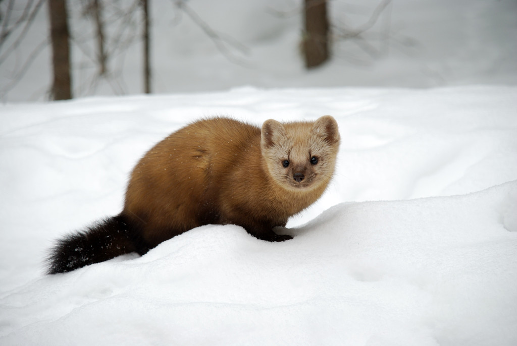A sable, a dark-furred mustelid, perched on a snow-covered log in boreal forest