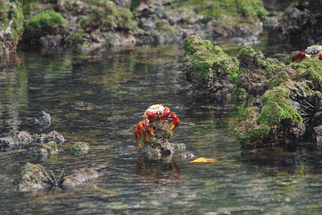 A Sally Lightfoot crab with a red, orange and blue mottled shell perched on dark volcanic rock