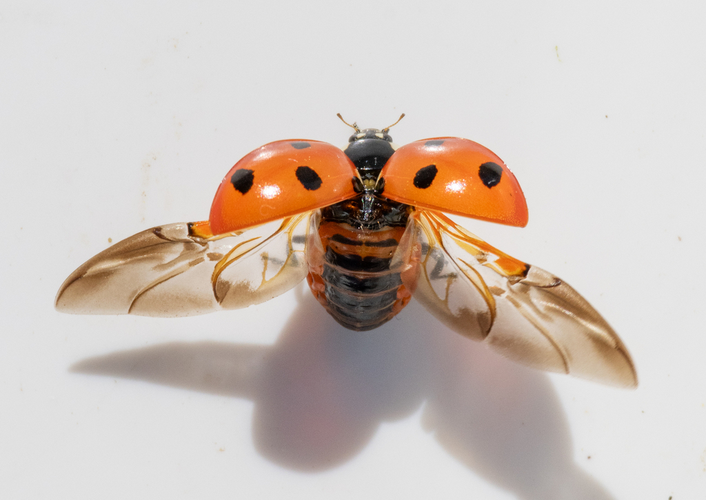 A seven-spot ladybird with its wings opening