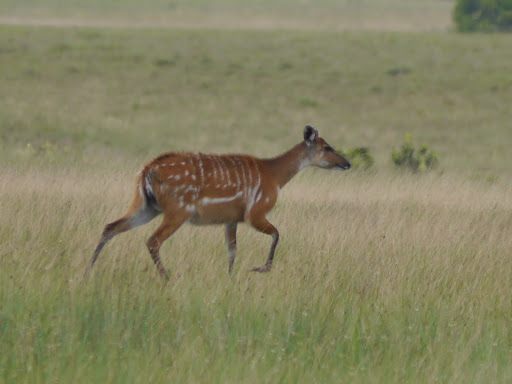 Male sitatunga standing at the edge of a papyrus swamp, showing dark coat and spiral horns