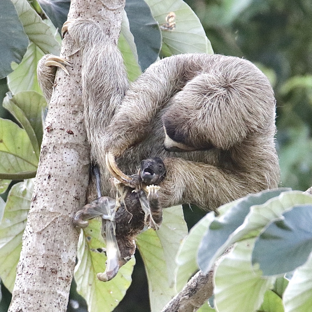 A three-toed sloth hanging from a tree branch in a tropical forest, looking down