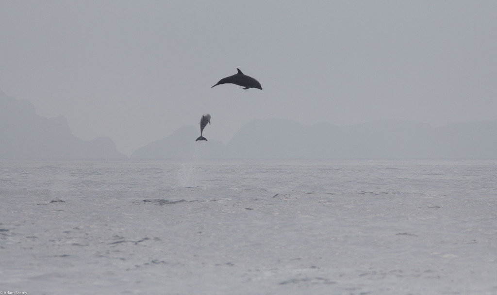 A common bottlenose dolphin leaping from the ocean, a species consistently ranking among the most intelligent animals