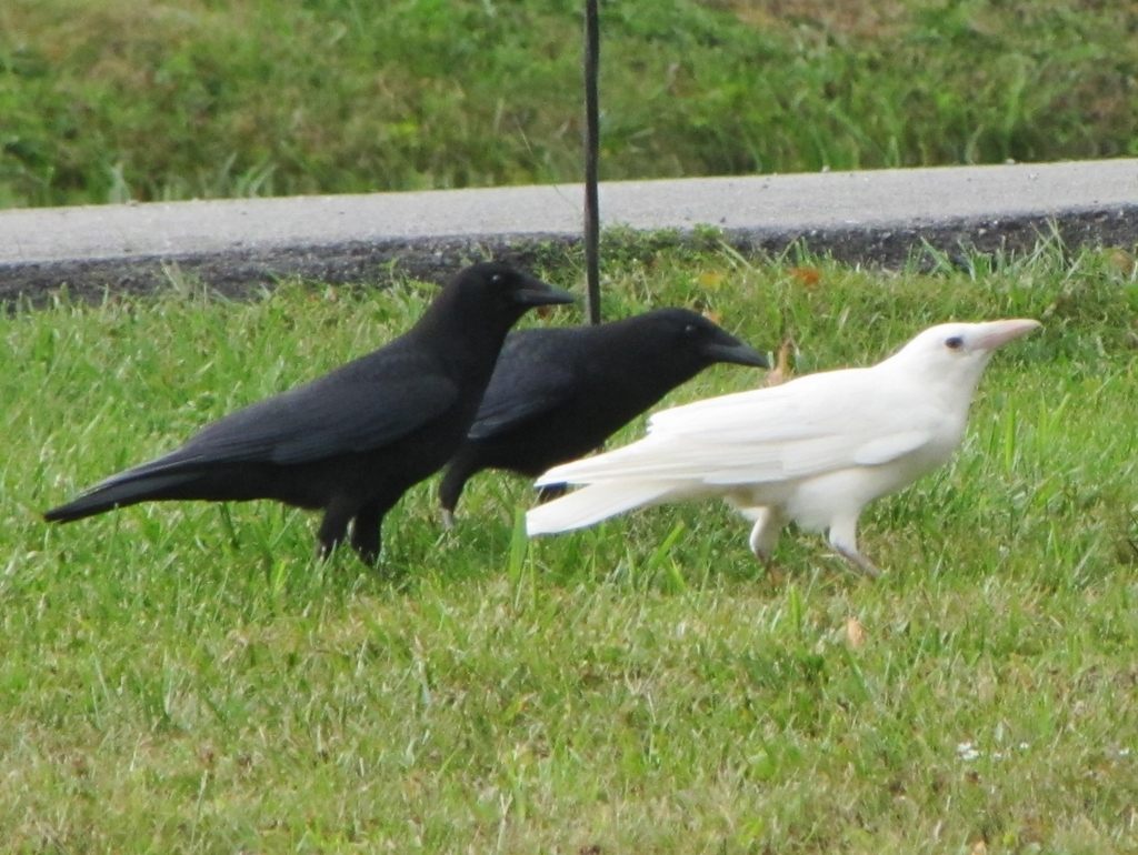 American Crow perched on a branch, all-black plumage with a heavy bill and alert dark eyes