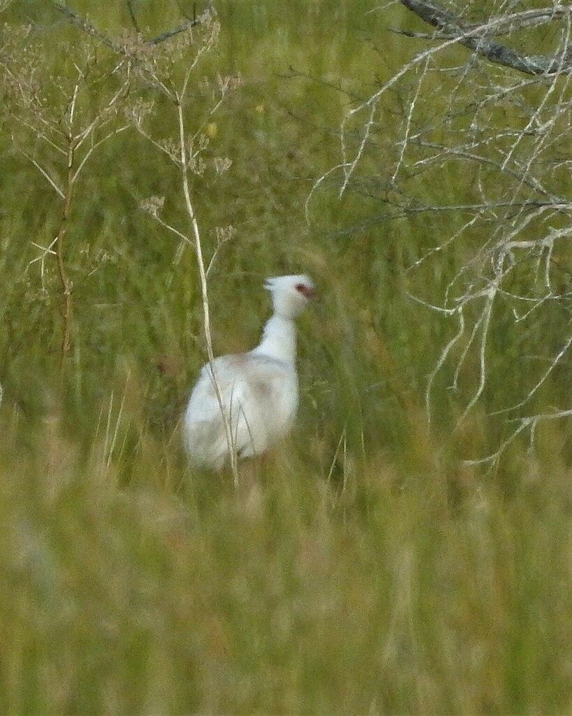 A pale grey southern screamer standing in tall grass, with a small red patch of bare skin around its eye