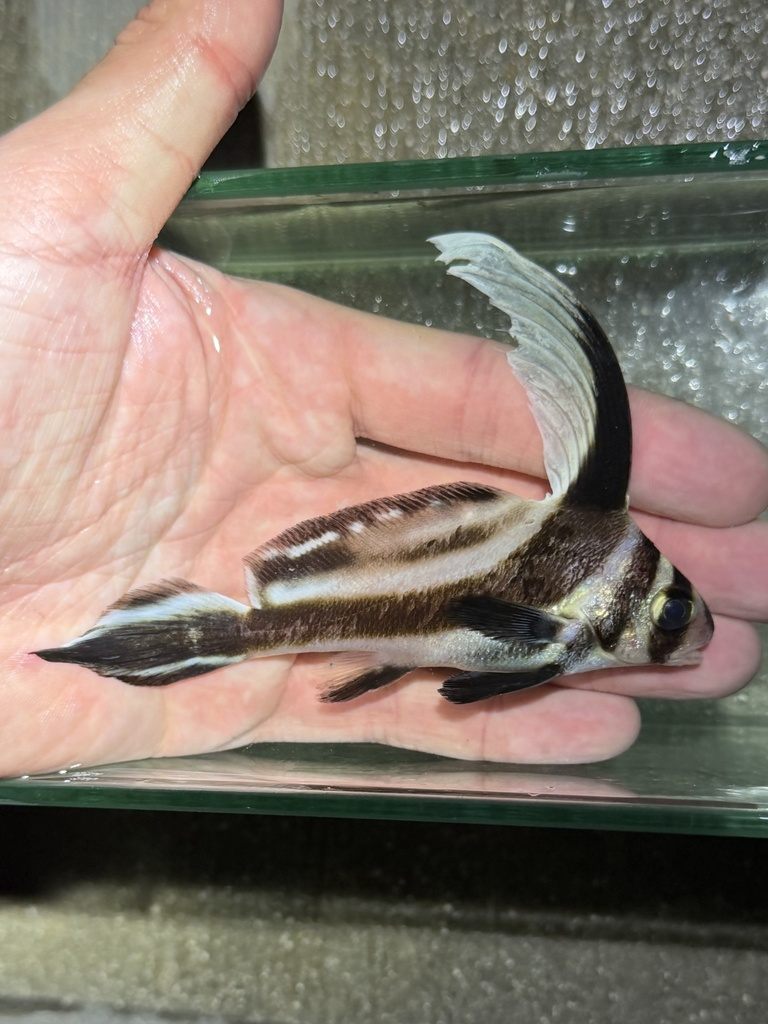 Adult spotted drum hovering beneath a coral ledge, showing bold black and white spotted pattern