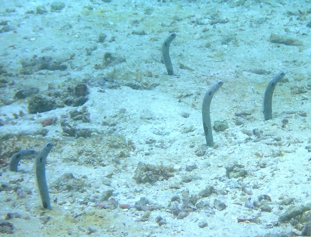 A colony of spotted garden eels extending upright from the sandy seafloor
