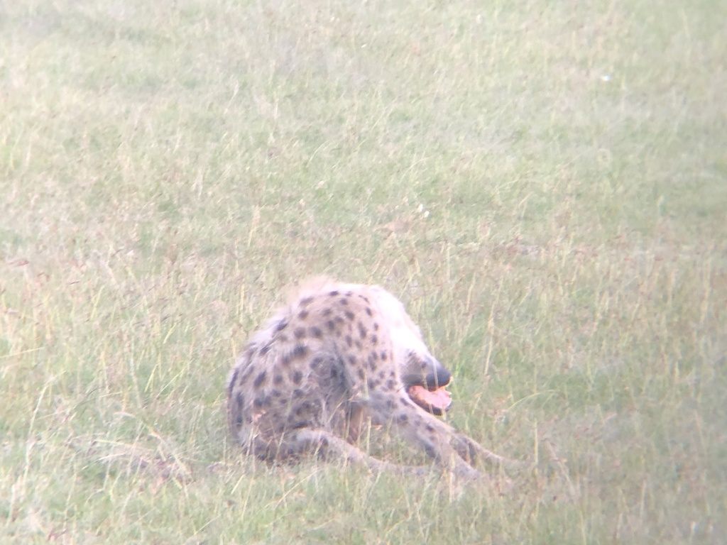 Spotted hyena on the African savanna, looking toward the camera