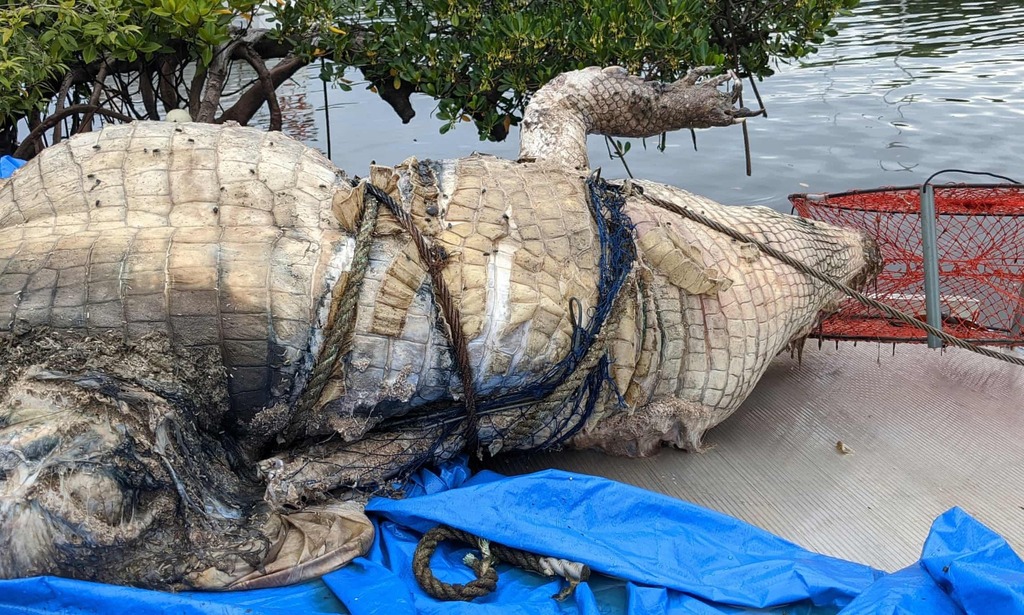A saltwater crocodile with jaws open showing powerful teeth