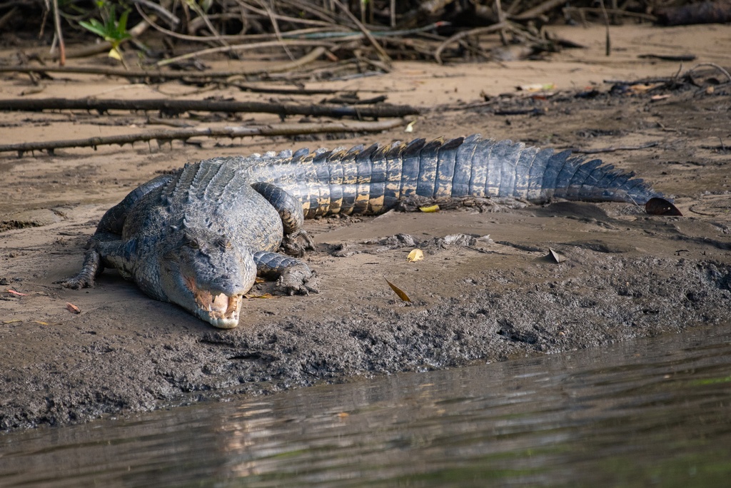 A large saltwater crocodile on a riverbank, jaws open