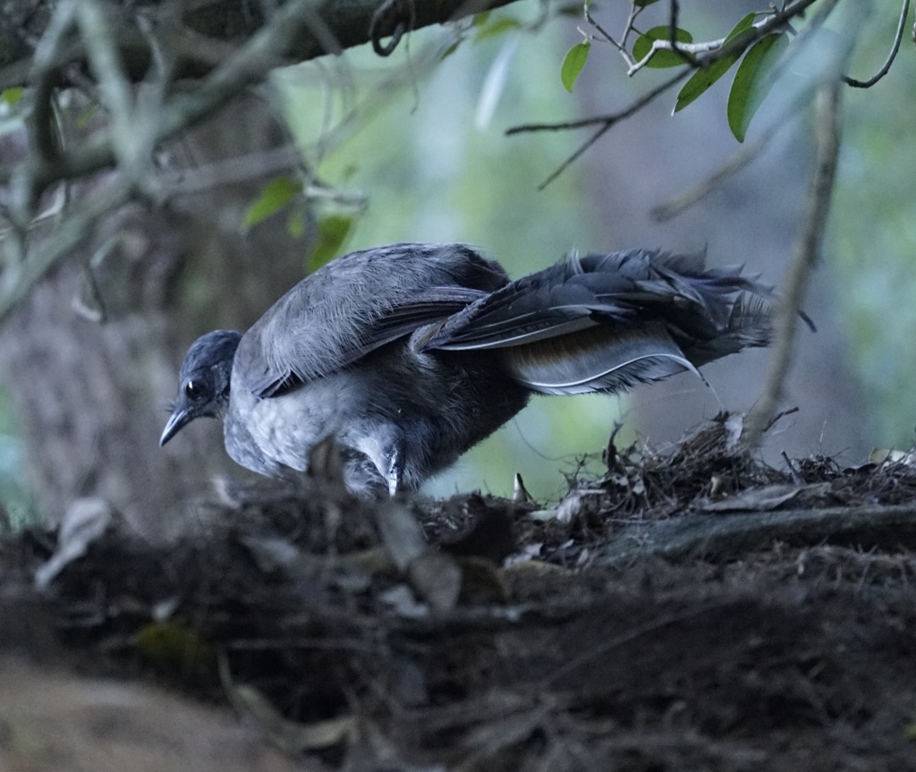 A male superb lyrebird fanning its elaborate lyre-shaped tail feathers during display