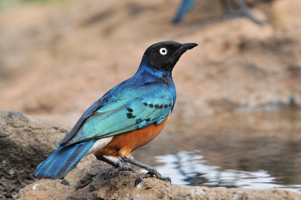 A superb starling perched on a branch showing its vivid iridescent blue-green plumage