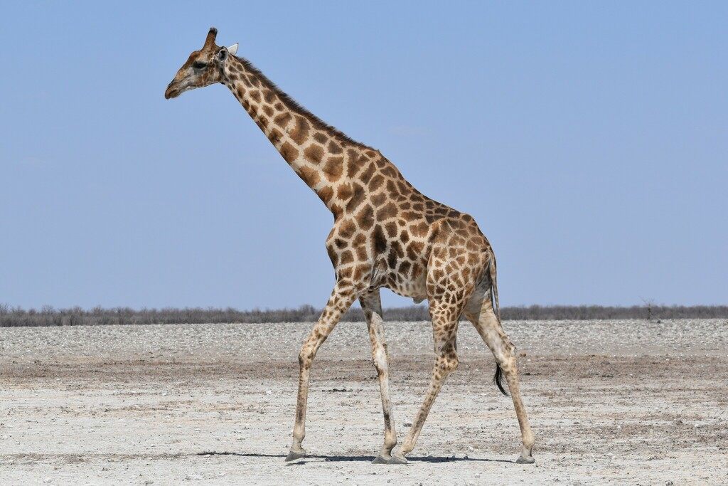 Southern giraffe stretching its neck to feed from an acacia tree on the African savanna