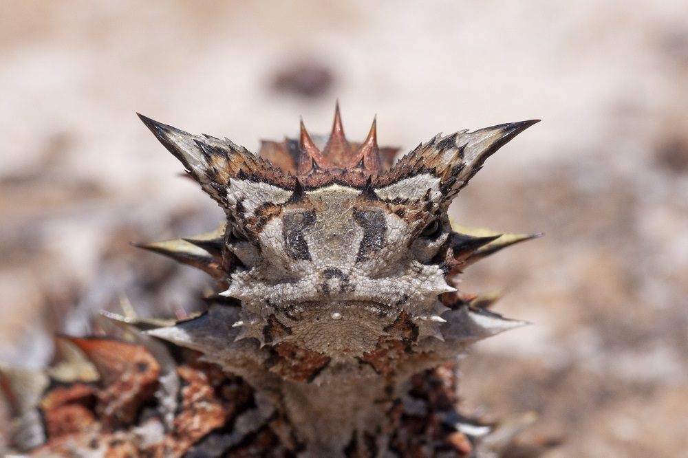 Thorny devil lizard covered in conical spines standing on red desert sand in Australia