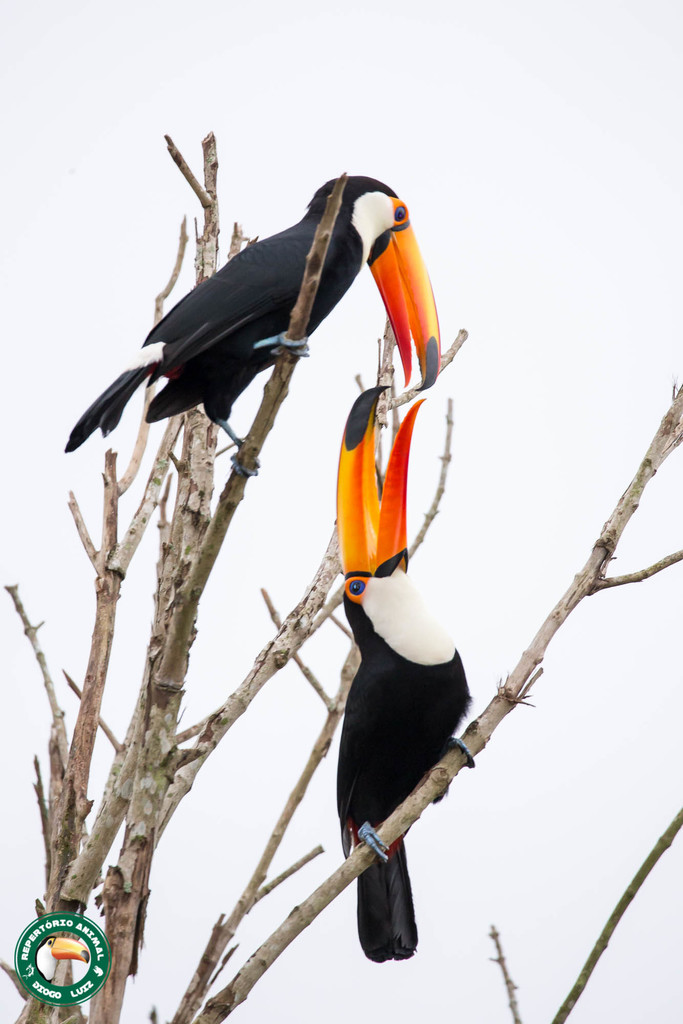 A Toco Toucan perched on a branch, its bright orange and red bill prominent against a green background