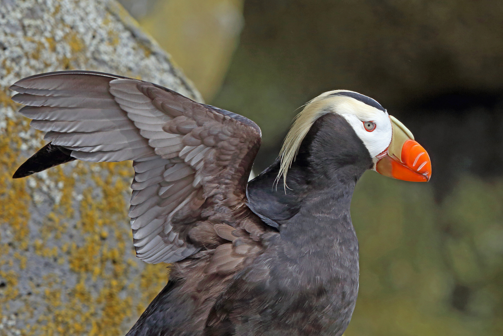 A tufted puffin perched on a rock, showing its black body, white face, orange bill and golden tufts sweeping behind the eyes