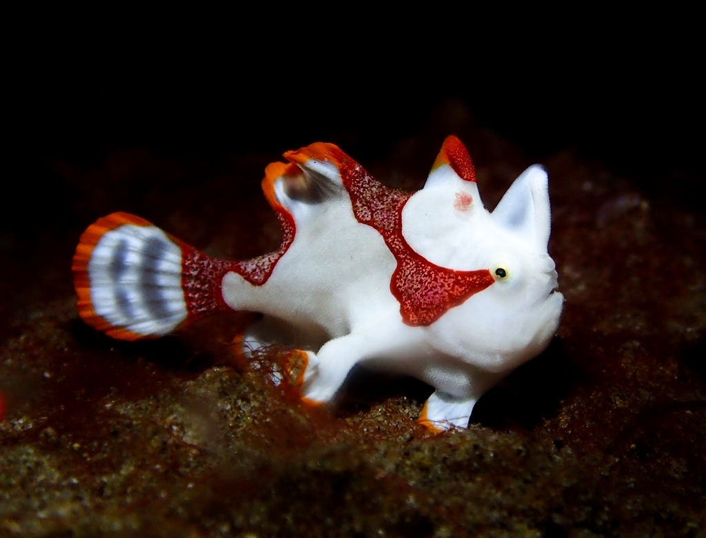 A warty anglerfish resting motionless on a reef, its lumpy skin matching the surrounding sponges