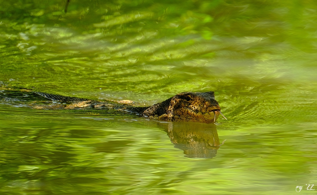 A large water monitor lizard on a riverbank, dark scaled body with yellow spotted pattern, forked tongue extended