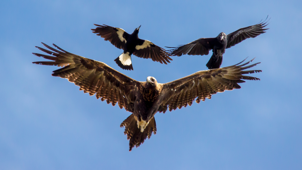A wedge-tailed eagle perched with wings partly spread, showing the dark plumage and distinctive long tail