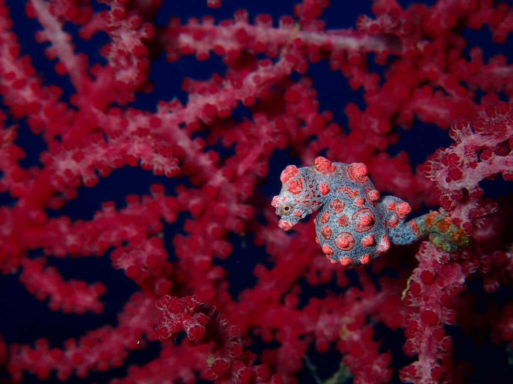 A Pygmy Seahorse clinging to a gorgonian sea fan, its body matching the coral's colour and texture almost perfectly