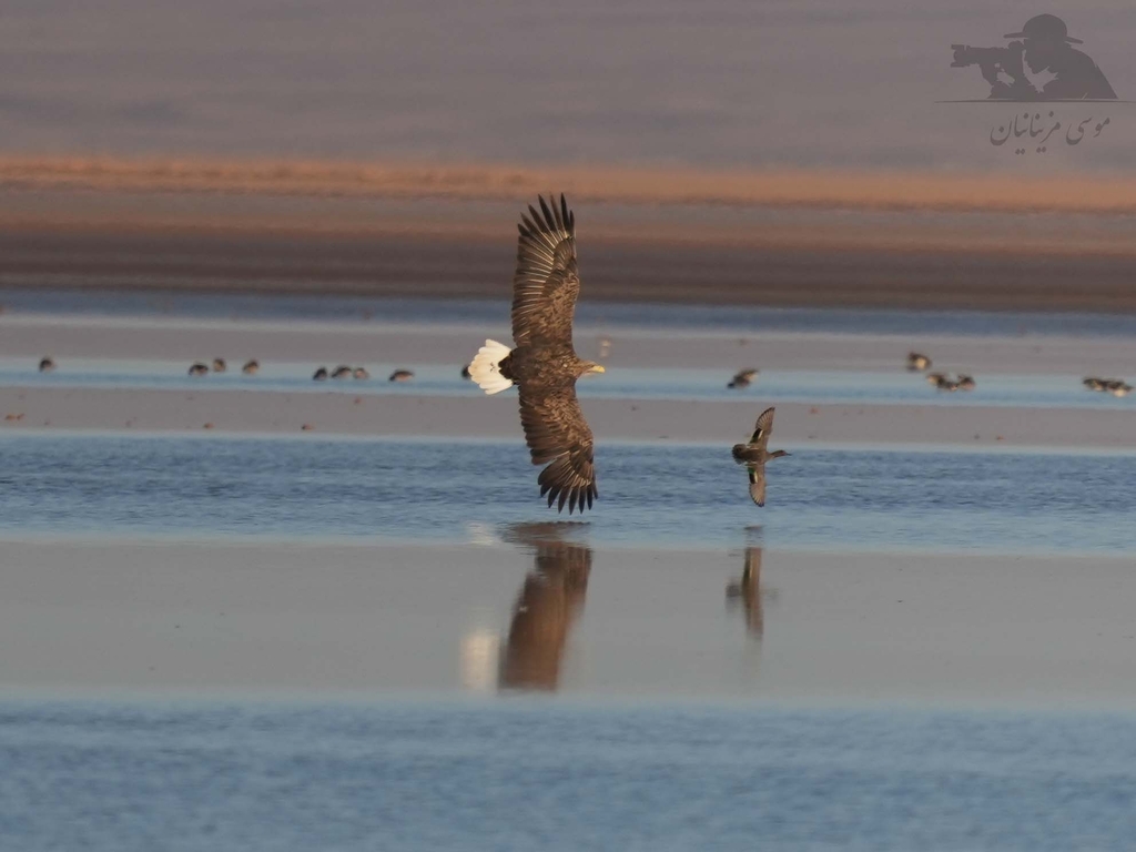 White-tailed eagle perched showing its pale head and large hooked bill
