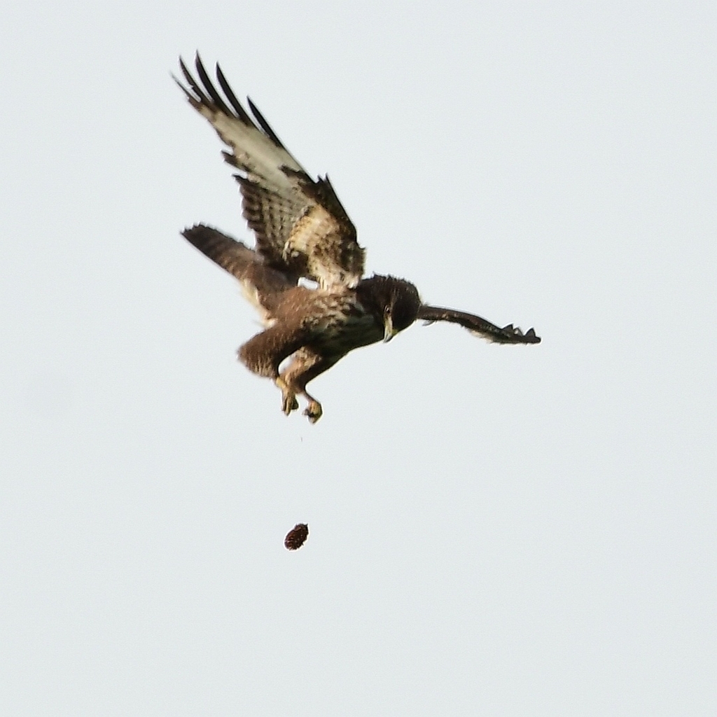A common buzzard in flight with wings spread, seen from below against a pale sky