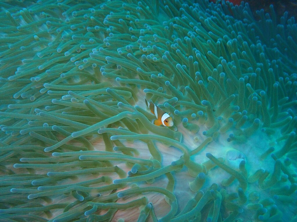 An orange and white striped clownfish sheltering among the tentacles of a large sea anemone