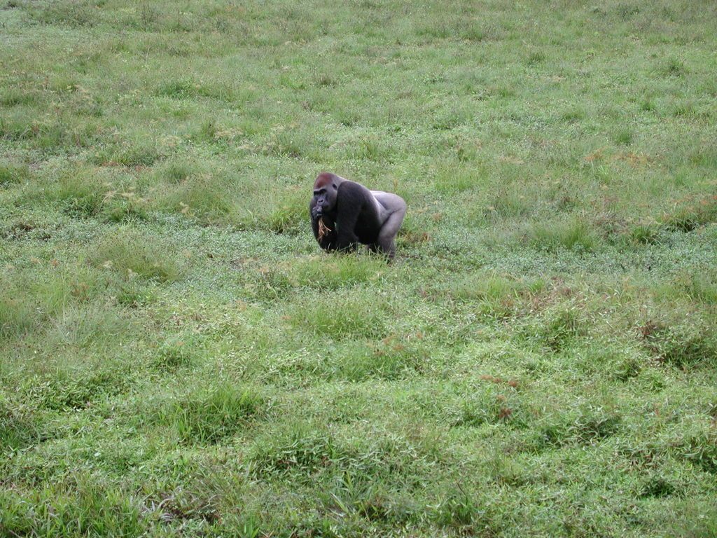 Lowland gorilla looking directly at the camera, face and chest clearly visible