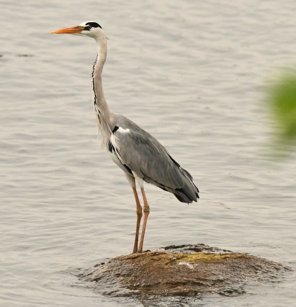 A grey heron standing motionless at the edge of a river, neck drawn back and poised to strike