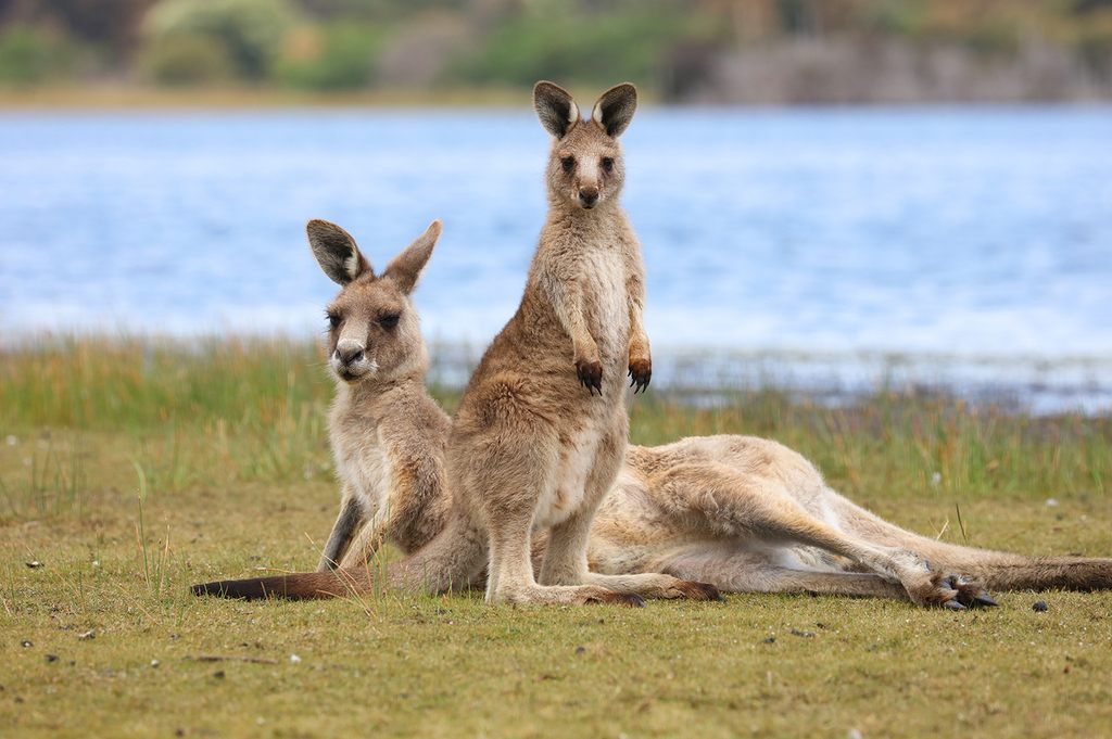 Two eastern grey kangaroos resting on grass beside a lake, one sitting upright and alert