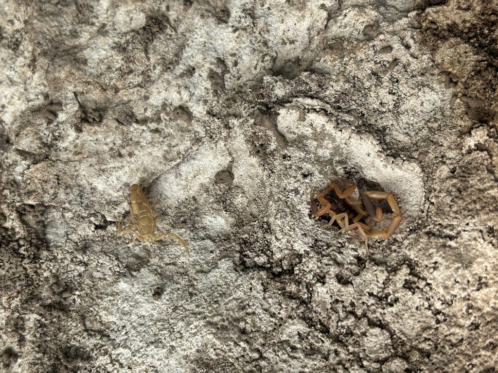 A pale tan scorpion with two dark stripes down its back resting on rough bark