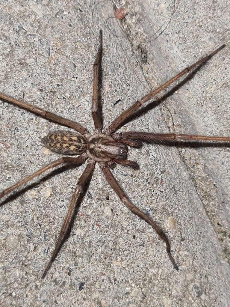 A giant house spider with a dark brown body and long thin legs resting on a pale surface