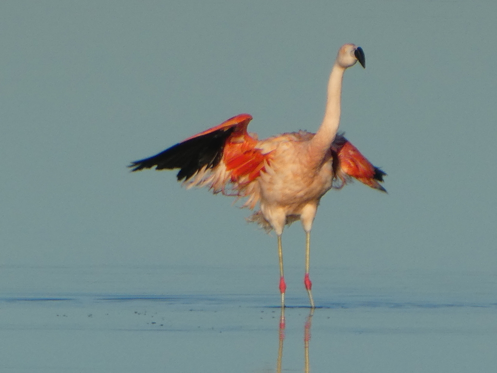 A group of Chilean Flamingos standing at the edge of a shallow lake, their pink plumage reflected in the water