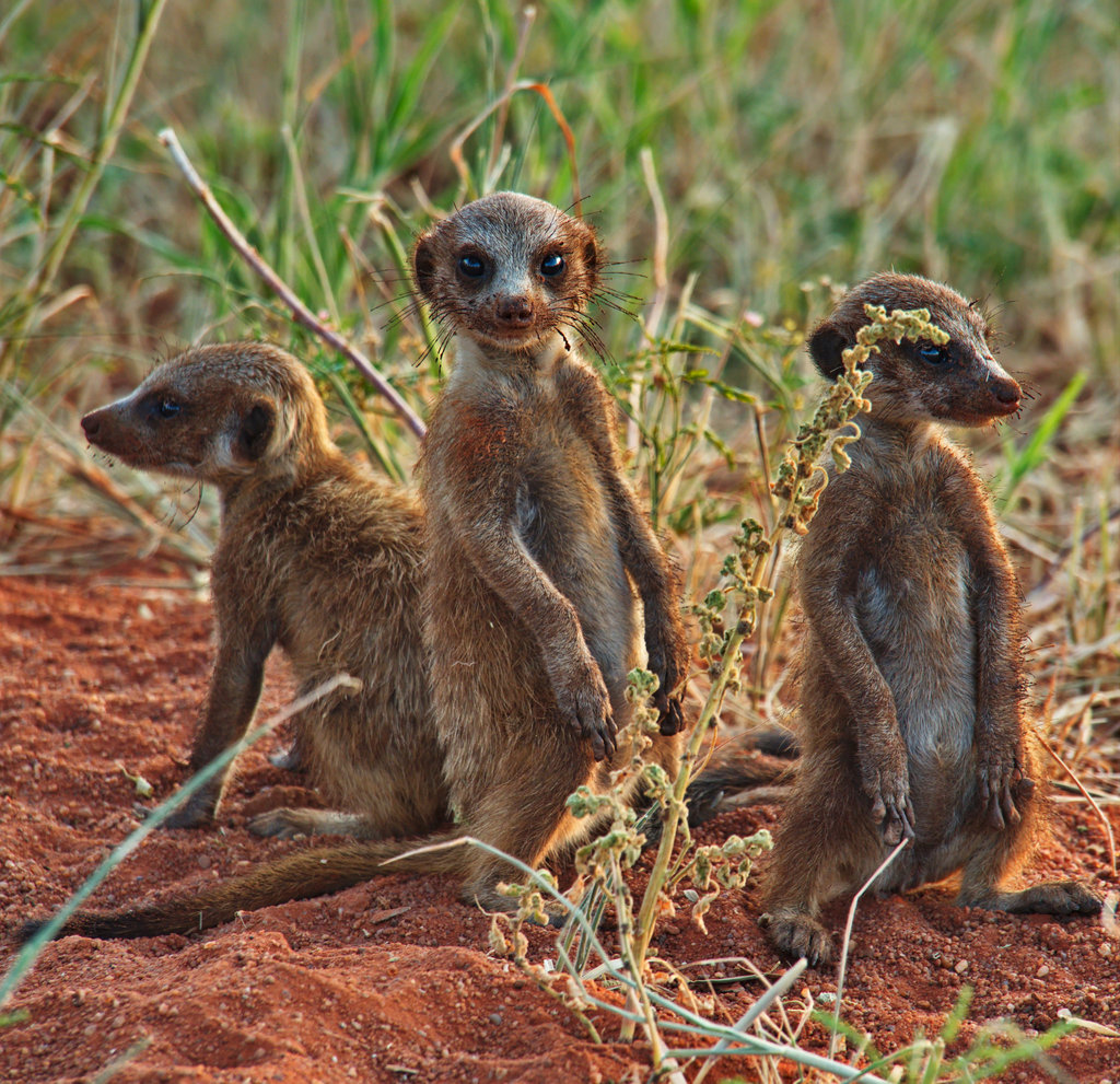 A meerkat standing upright on a termite mound, scanning the horizon for predators while the rest of the mob forages nearby