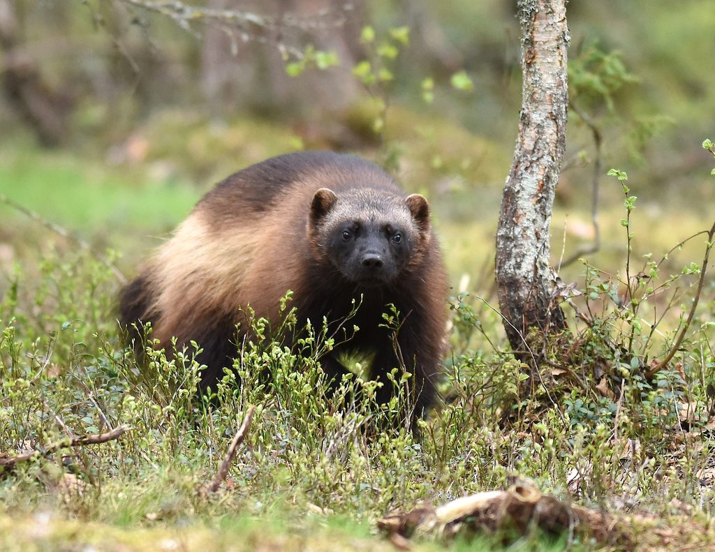 A wolverine with a shaggy dark brown coat and pale side stripe, standing on the ground