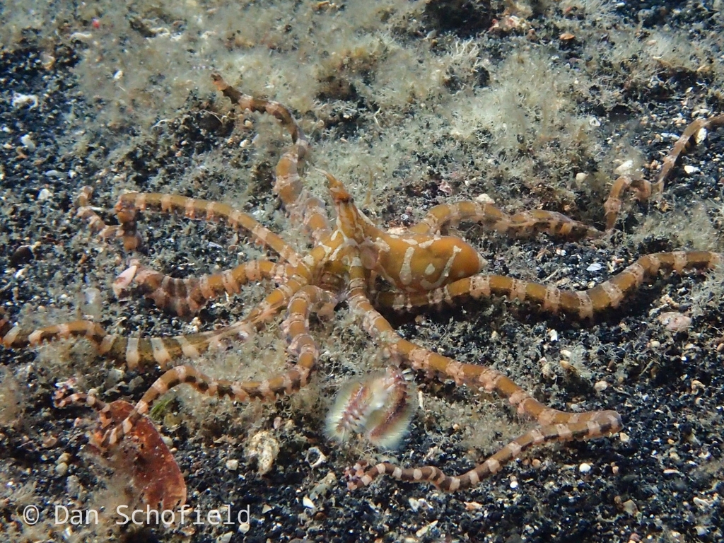 A wonderpus octopus on sandy seafloor, showing its distinctive rust-brown and white spot pattern
