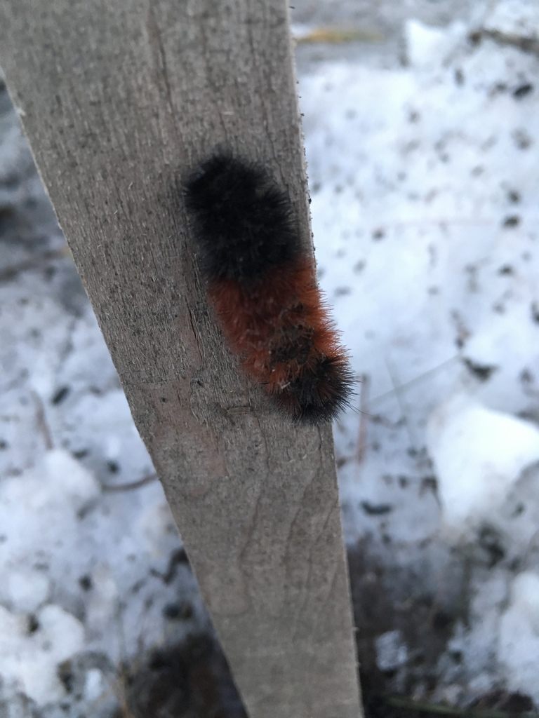 A woolly bear caterpillar with black bristles at each end and a rust-orange band across its middle, climbing a wooden post above snow
