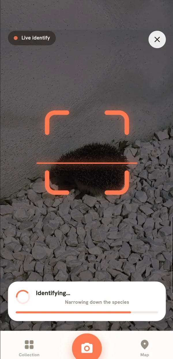 Live identify: pointing the camera at a hedgehog inside the coral scan frame